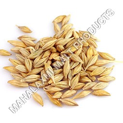 Barley Malt Grain
