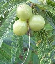 Indian Gooseberry