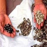 Herbal Seed
