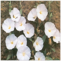 Shankhapushpi Convolvulus Microphyllus