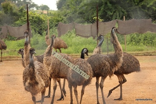 Emu Farm