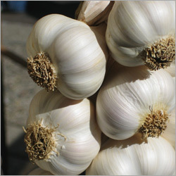 Garlic