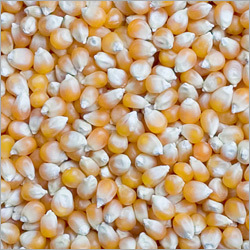 Maize