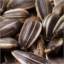 Sunflower Seeds In Shell