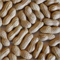 Ground Nut