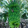 Fresh Bananas