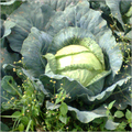 Fresh Cabbage