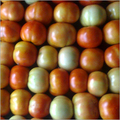 Fresh Tomatoes
