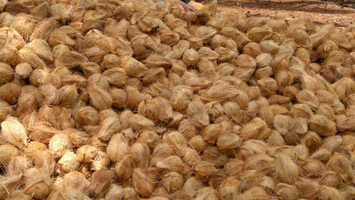 Fresh coconuts