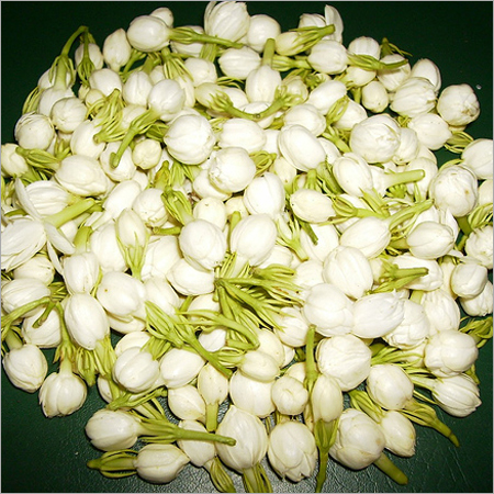 Fresh Jasmine Flower
