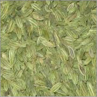 Big Fennel