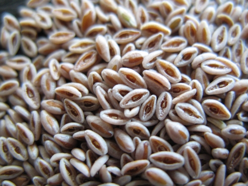 Light Brown Psyllium Seeds