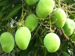 Green Mango