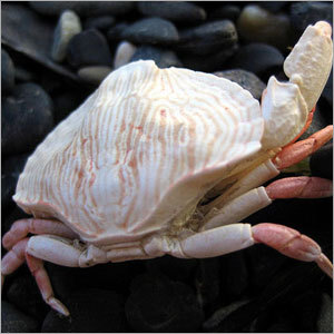 Crab Shells