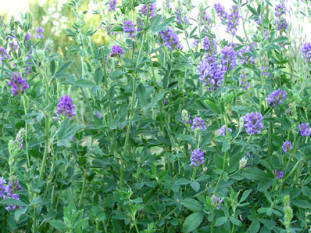 Alfalfa Hay