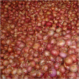 Onion Bellary