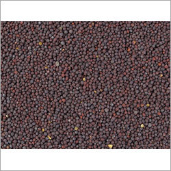 सरसों के बीज