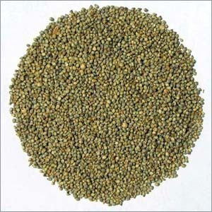 Pearl Millet (Bajra)