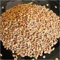 Fenugreek Methi Seeds