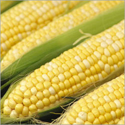 Yellow Corn