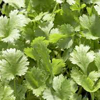 Coriander Cilantro