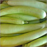 Bottle Gourd