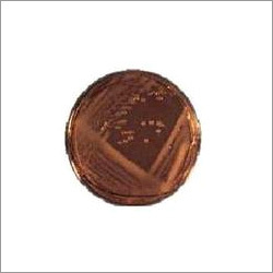 Rhizobium