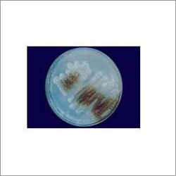 Azotobacter