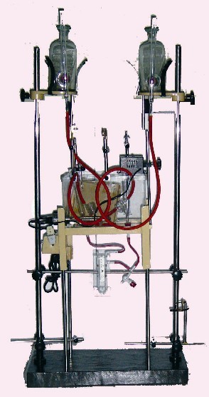 MANMALIAN HEART     