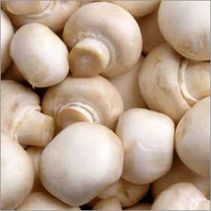 Button Mushroom