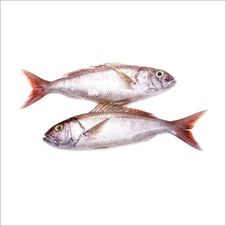 White Snapper