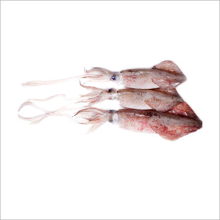 Squid Whole Round