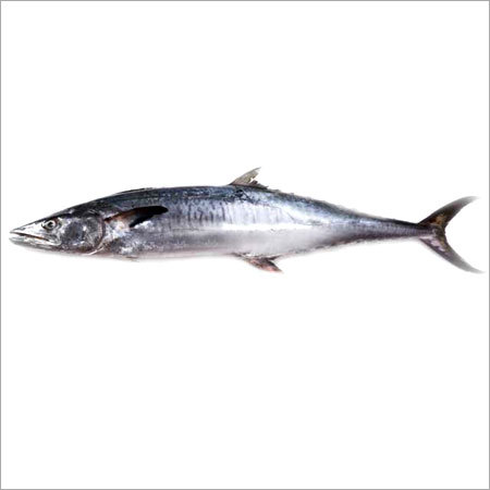 Spanish Ackerel
