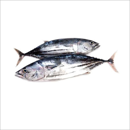 Skip Jack Tuna