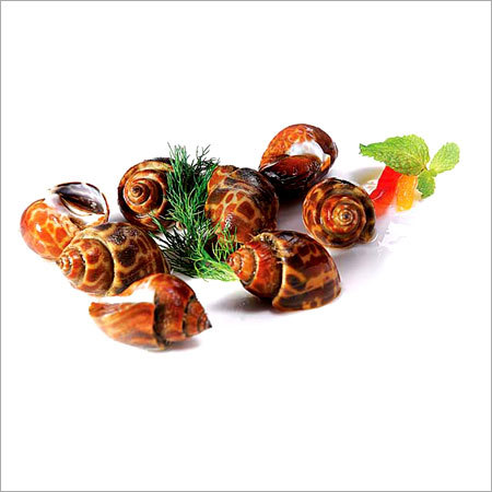 Raw Whelk