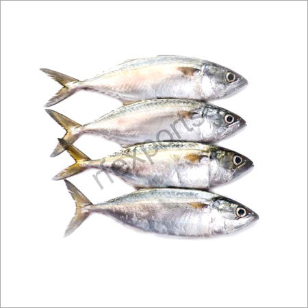 Indian Mackerel