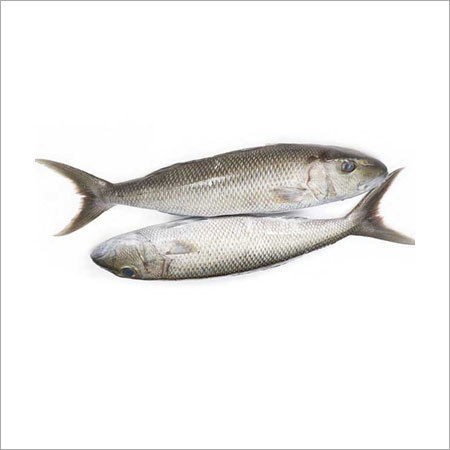 Grey Snapper