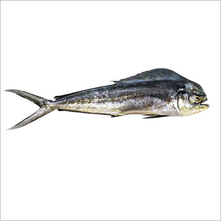 Dolphin Fish