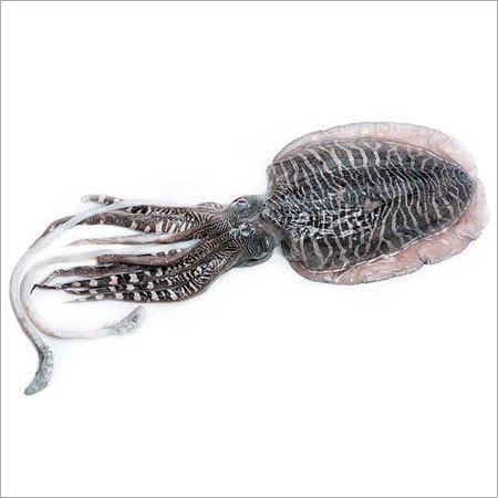 Cuttlefish Whole Round