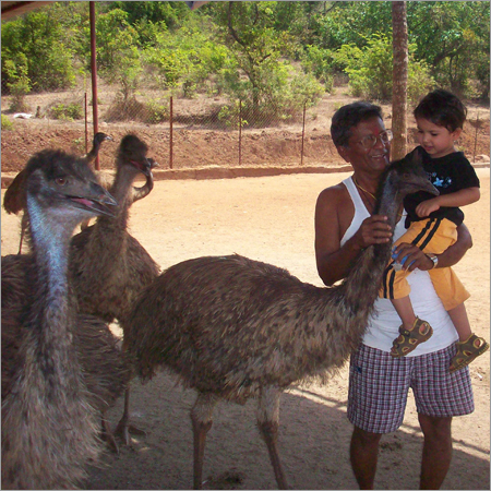 EMU Farming