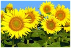 Indian Sunflower Seeds
