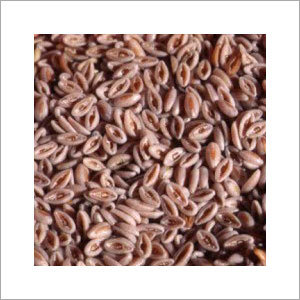 Psyllium Husk Seeds Psyllium Husk Seeds