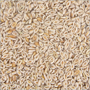 Psyllium Seed Husks Psyllium Seed Husks