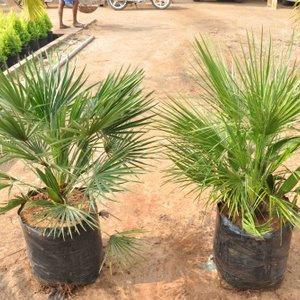 Palms & Ornamental Plants - Plastic and Soil, Variable Pot Size | Aesthetic Appeal, Air Purification, Low Maintenance, Fast Growth