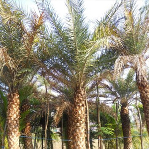 Palms & Ornamental Plants