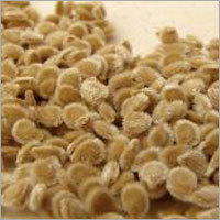 Tomato Seed
