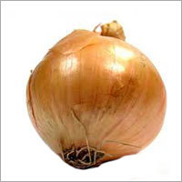 Onion