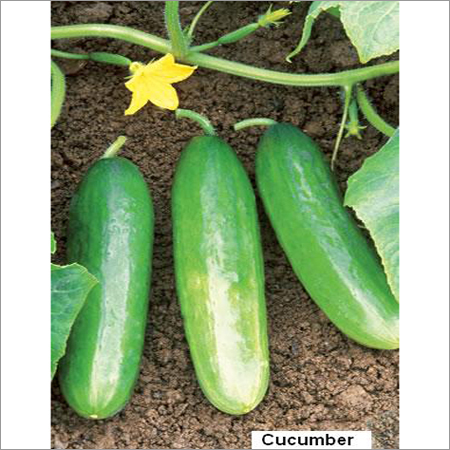 Fresh Cucumber