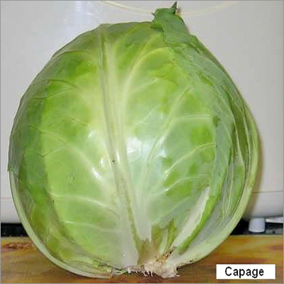 Cabbage