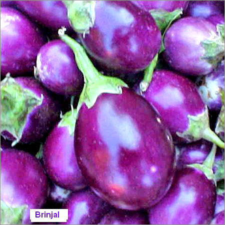 Brinjal